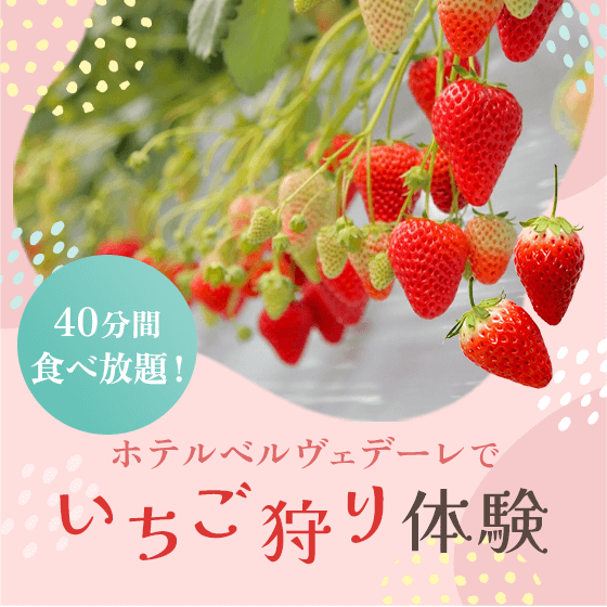 40分間食べ放題！ ホテルベルヴェデーレでいちご狩り体験